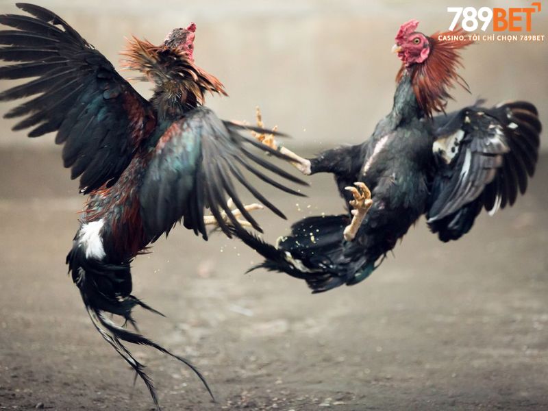 Chiến thuật quản lý vốn khi chơi đá gà trực tuyến